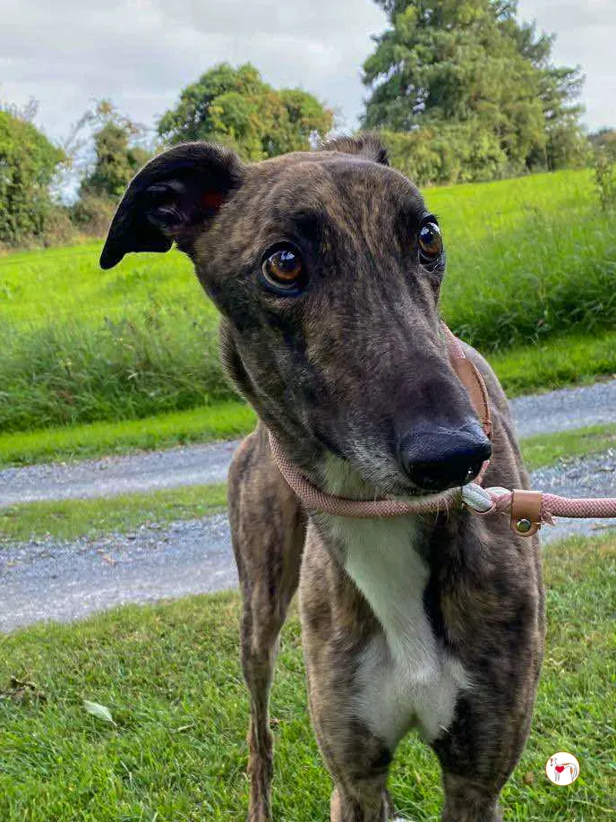 felix grey adozione 07