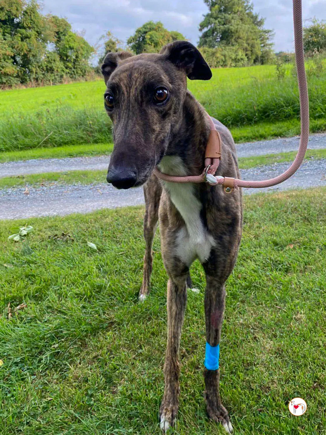 felix grey adozione 08