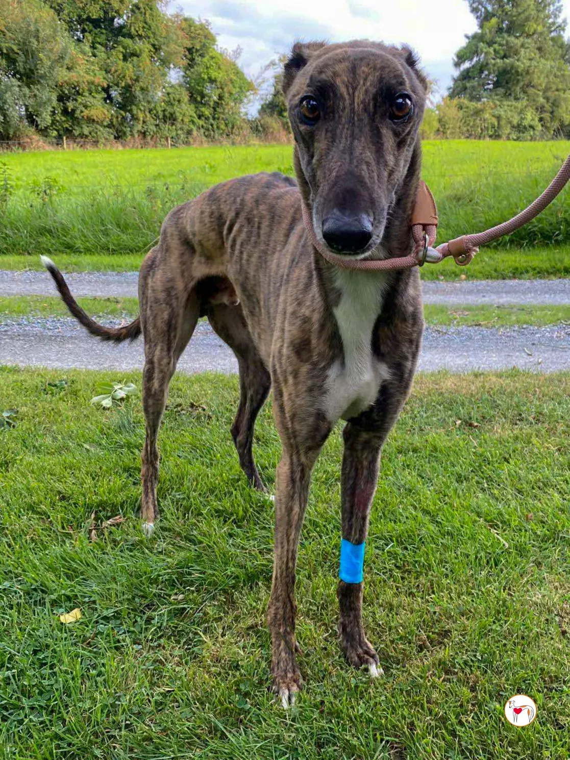 felix grey adozione 09