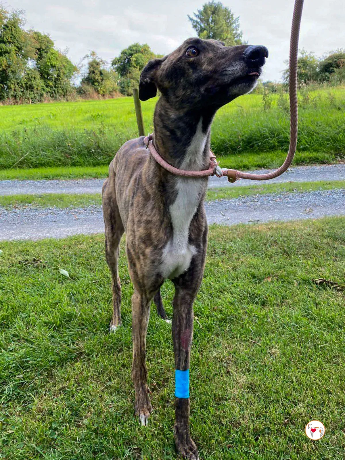 felix grey adozione 10