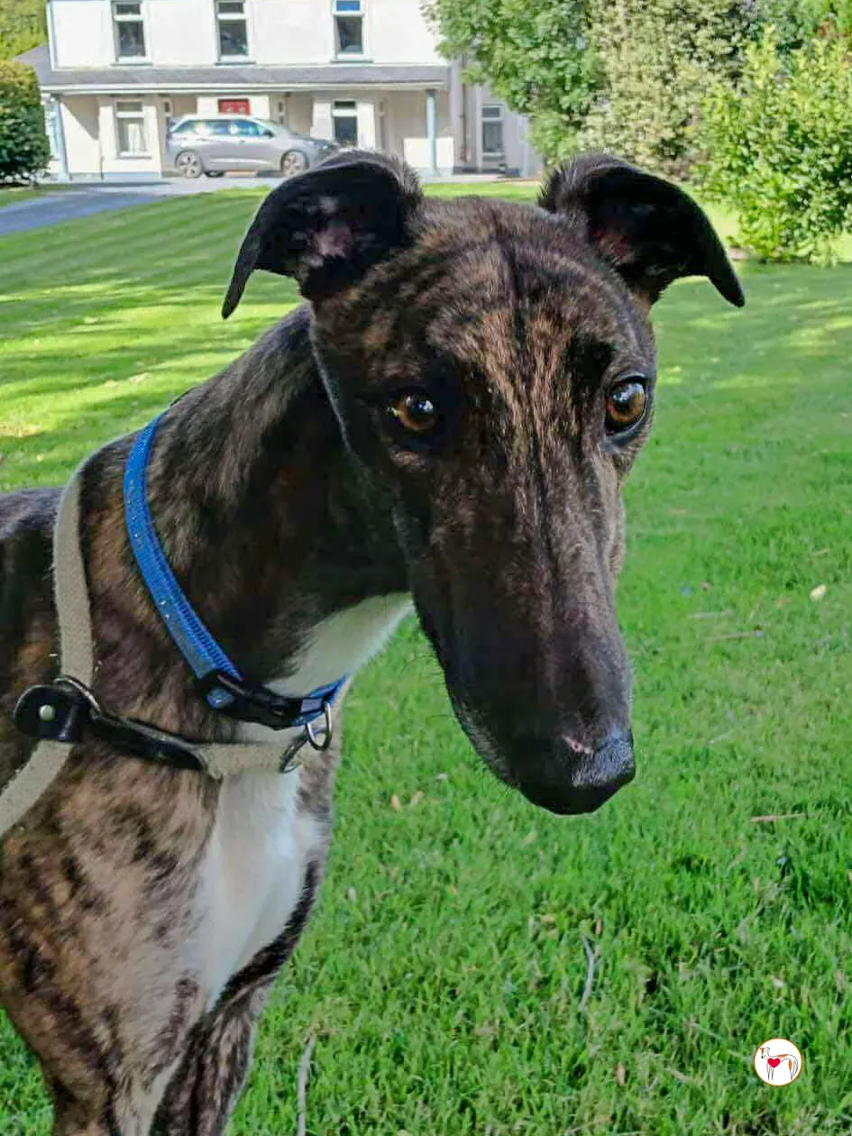 felix grey adozione 11