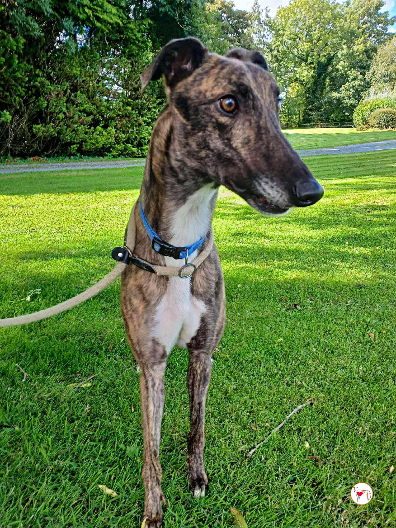 felix grey adozione 12