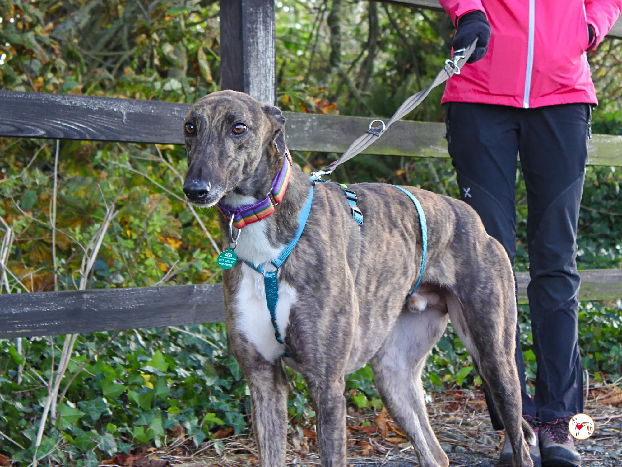 felix grey adozione 13