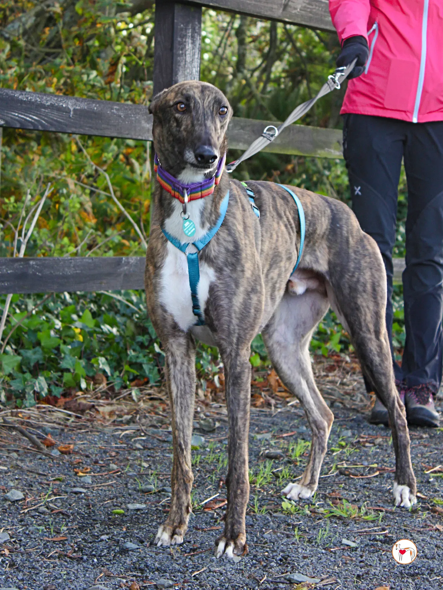 felix grey adozione 14