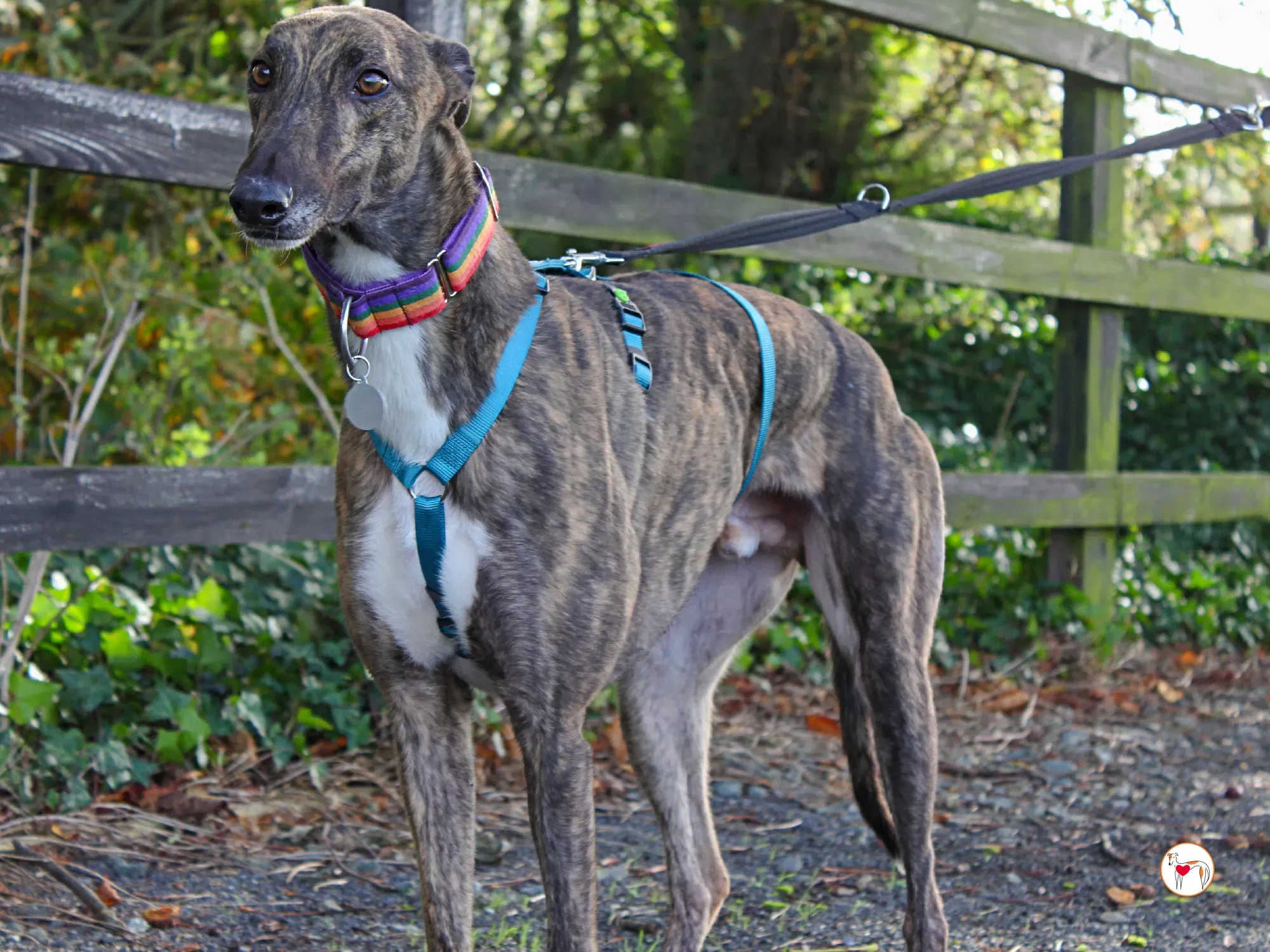 felix grey adozione 15