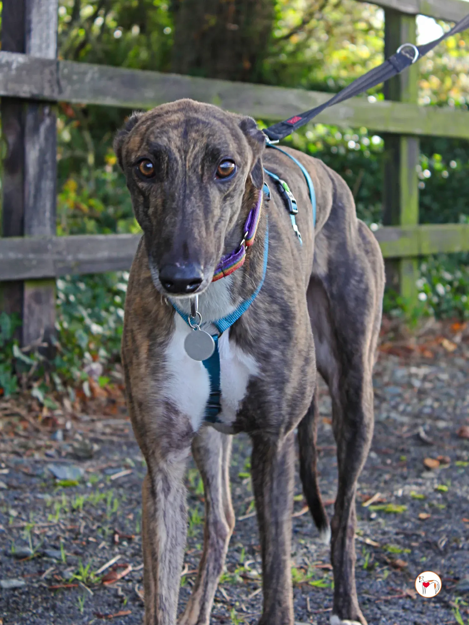 felix grey adozione 16