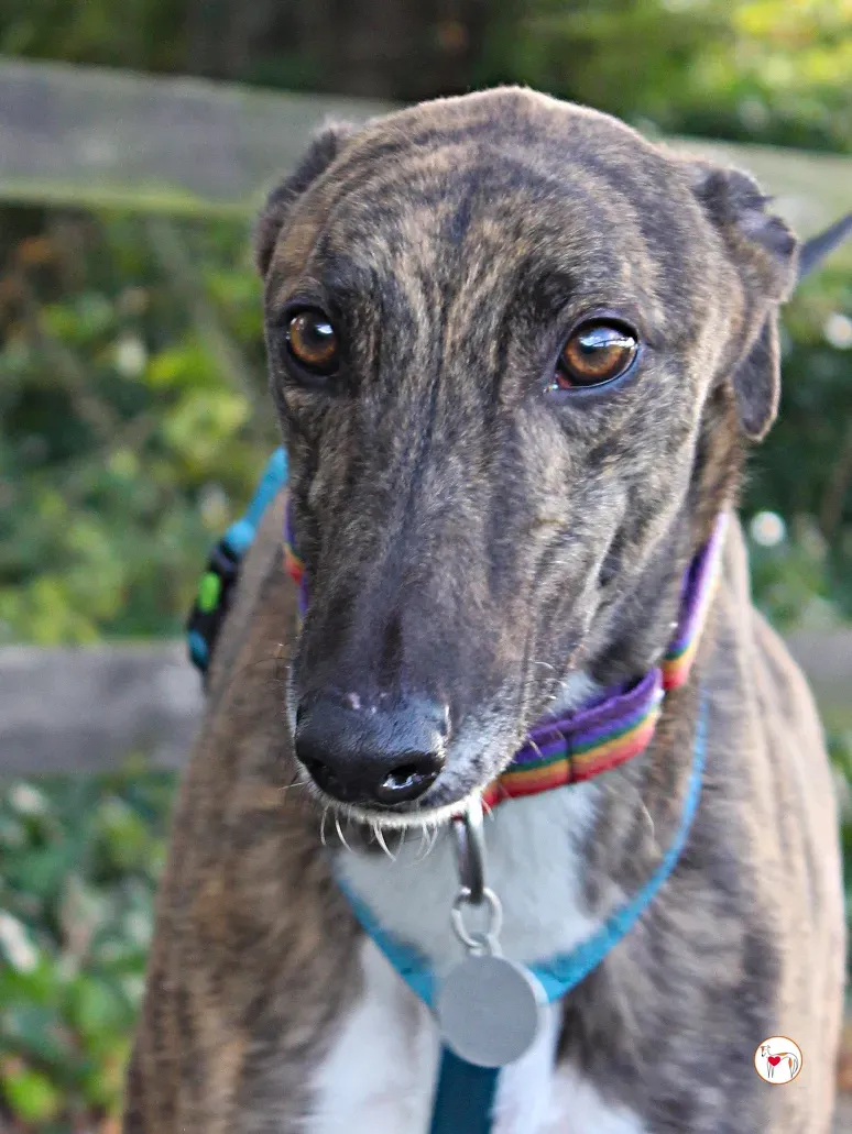 felix grey adozione 17