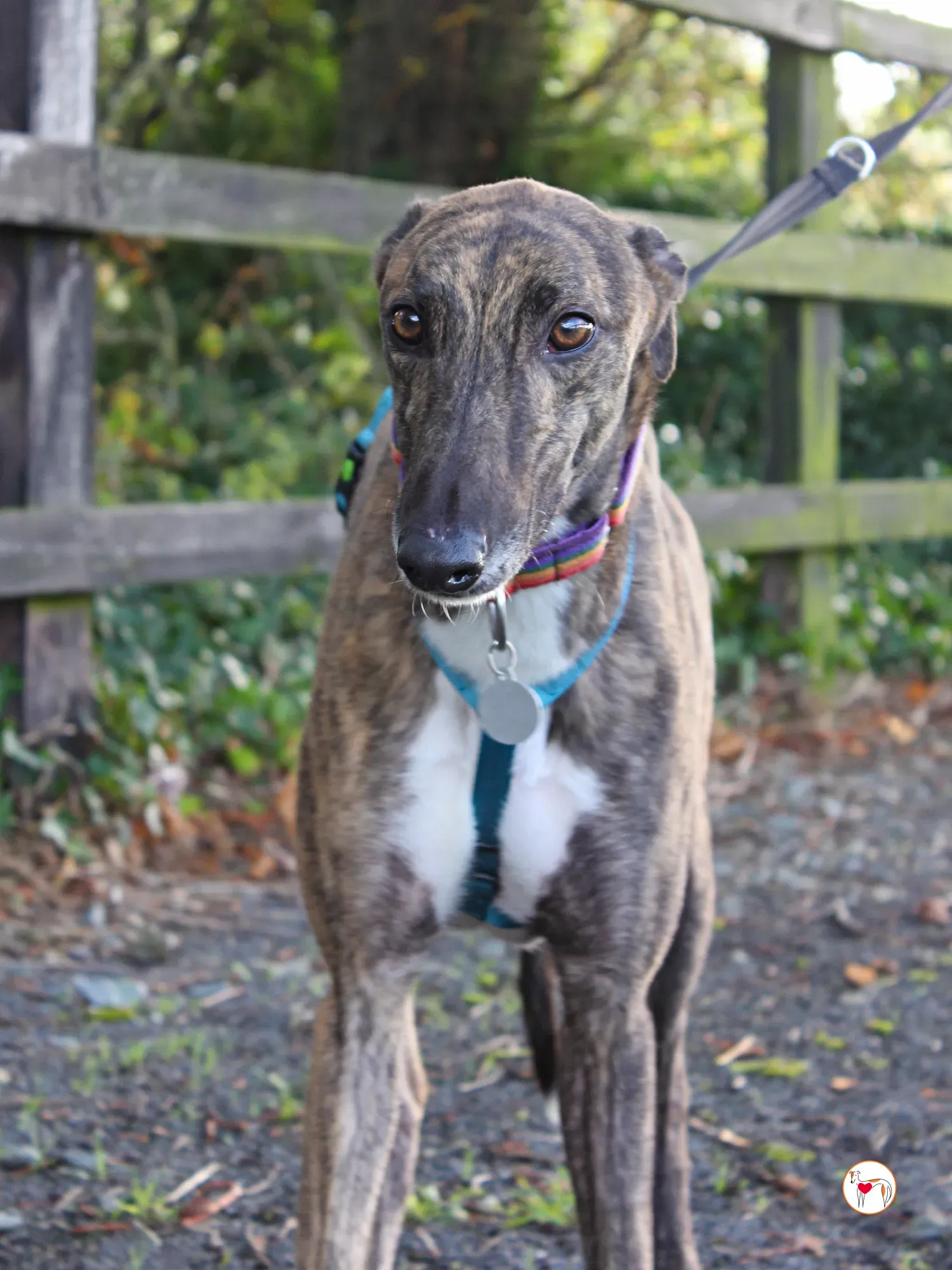 felix grey adozione 18