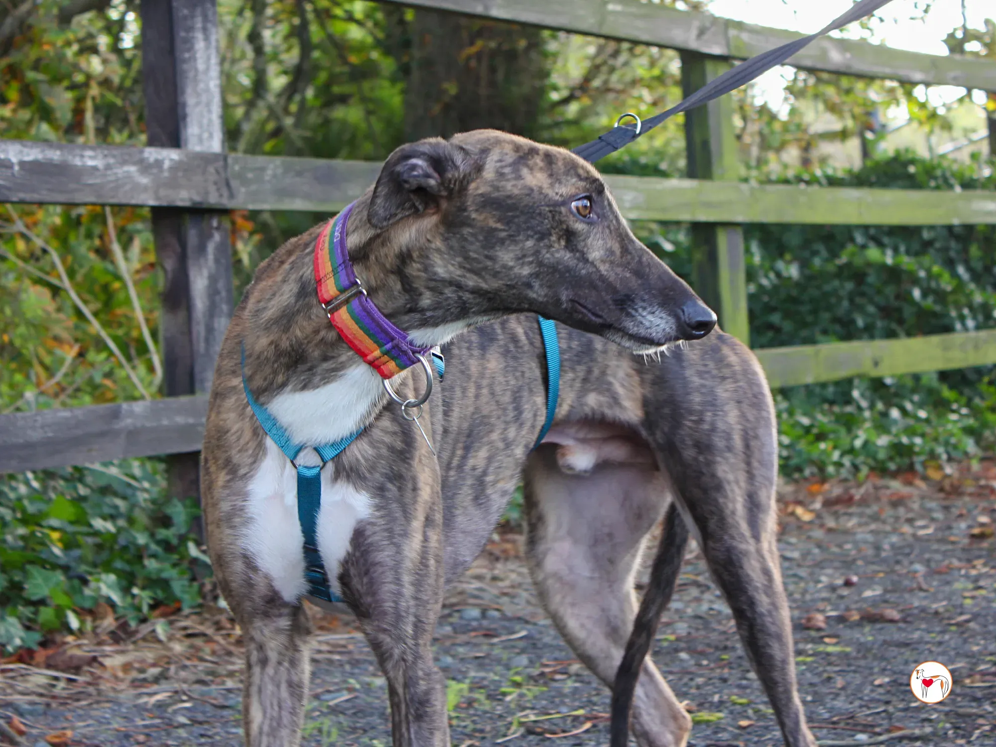 felix grey adozione 19