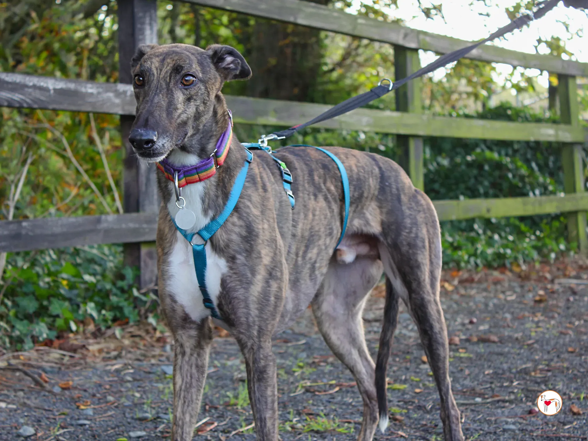 felix grey adozione 20