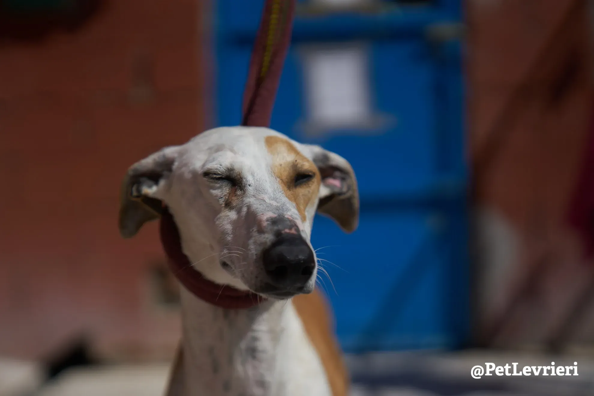 feliz adozione galgo 1