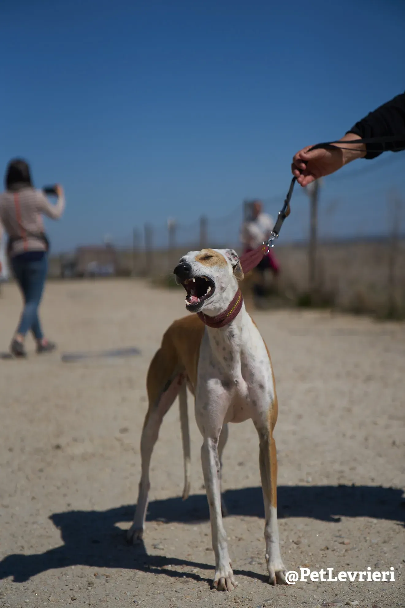 feliz adozione galgo 10