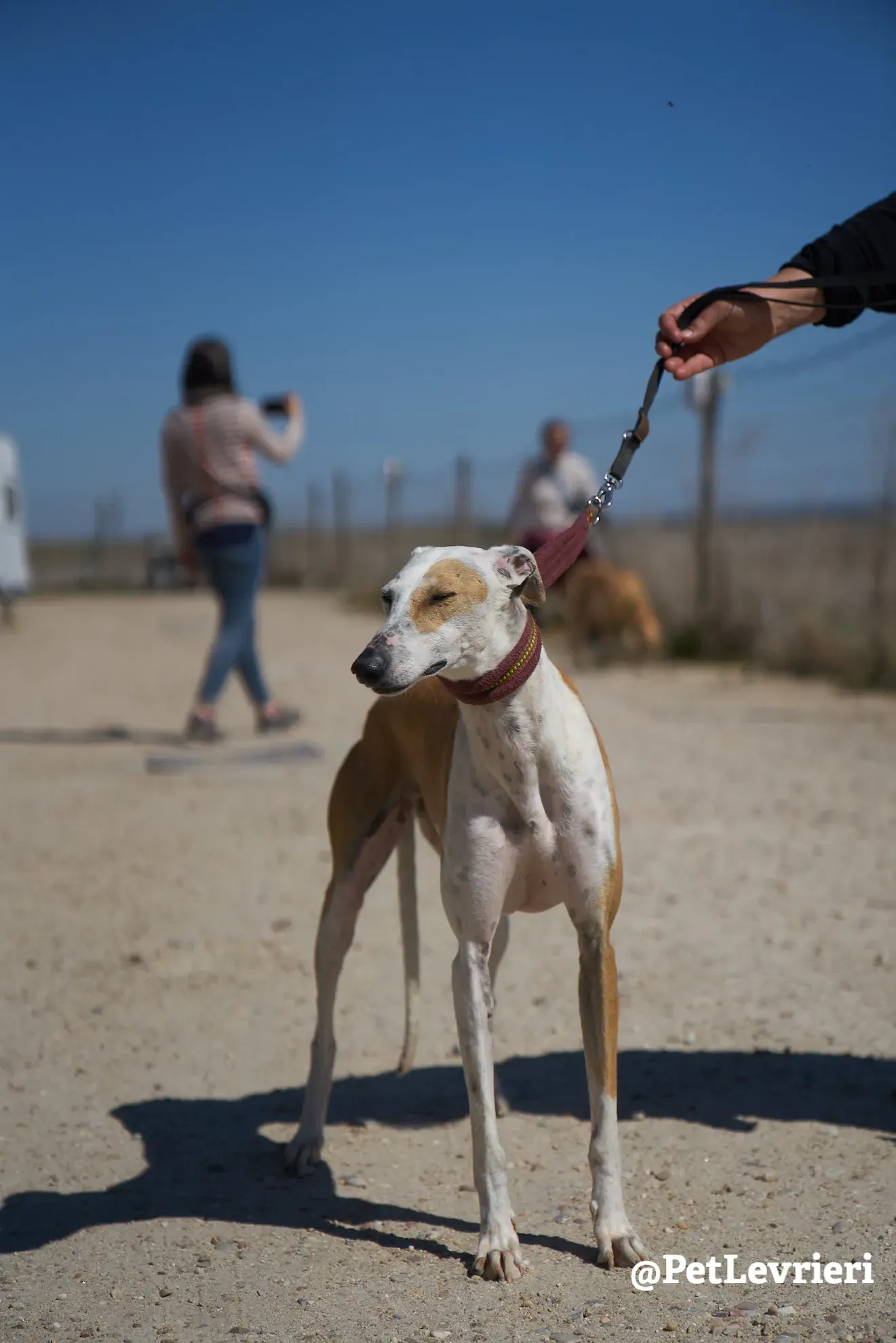 feliz adozione galgo 12