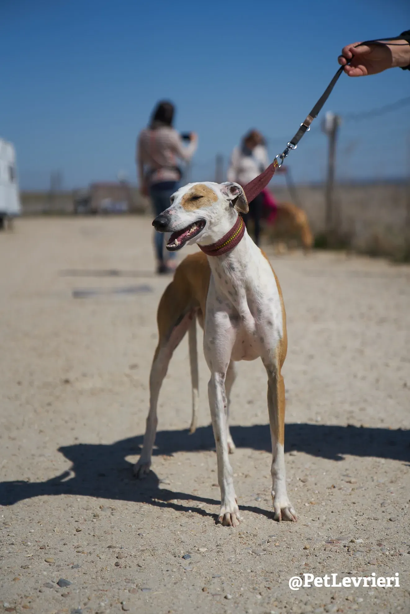 feliz adozione galgo 13