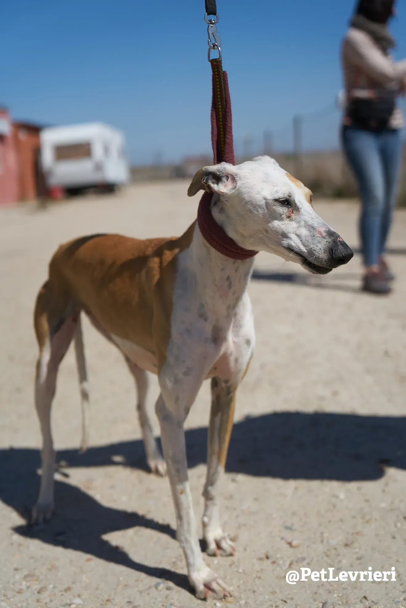 feliz adozione galgo 14