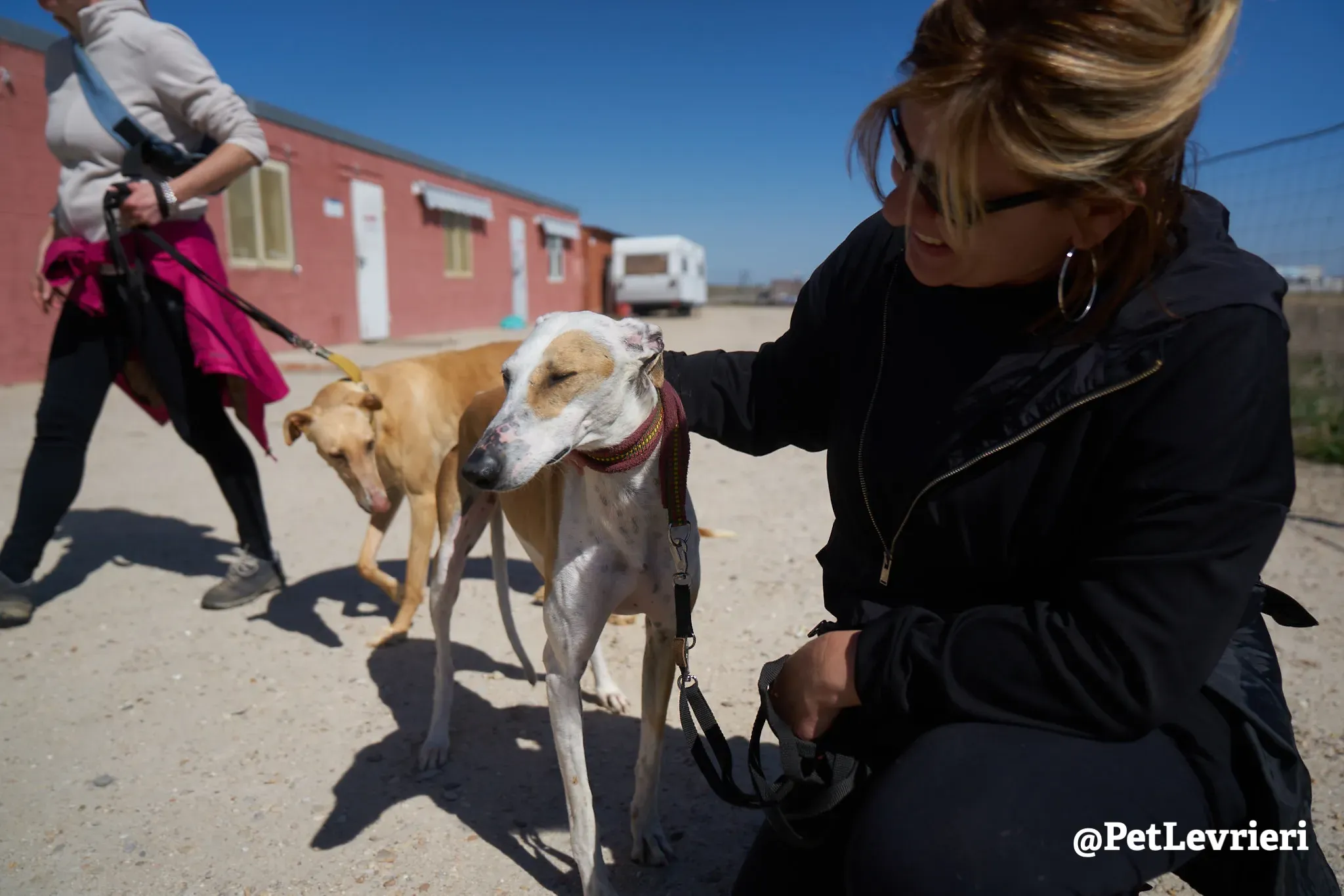 feliz adozione galgo 16