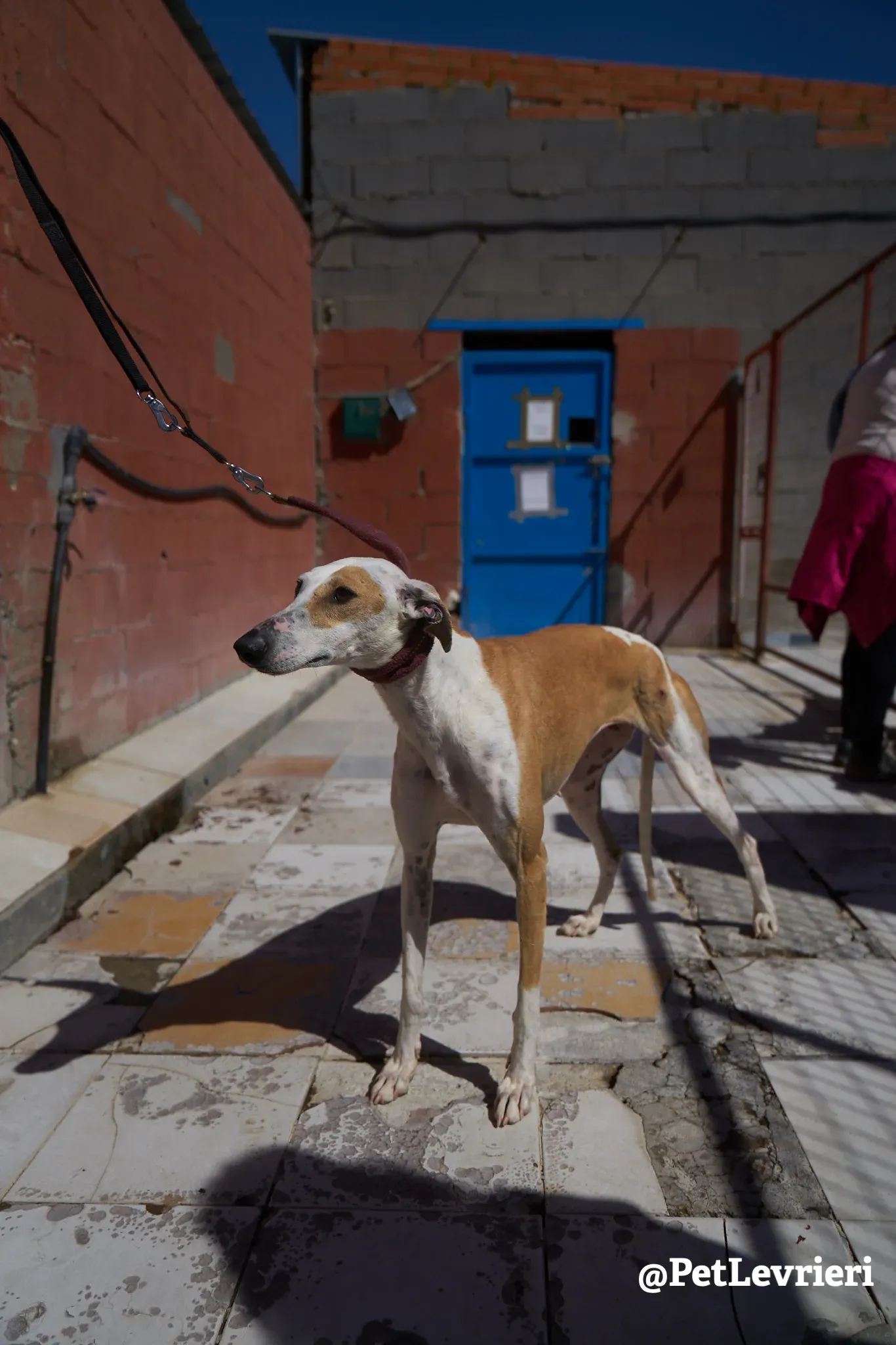 feliz adozione galgo 2