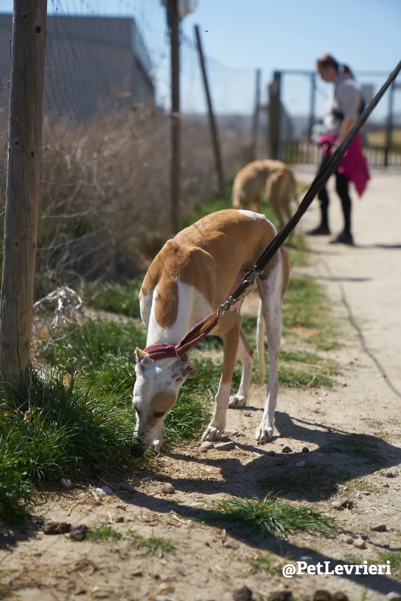 feliz adozione galgo 3