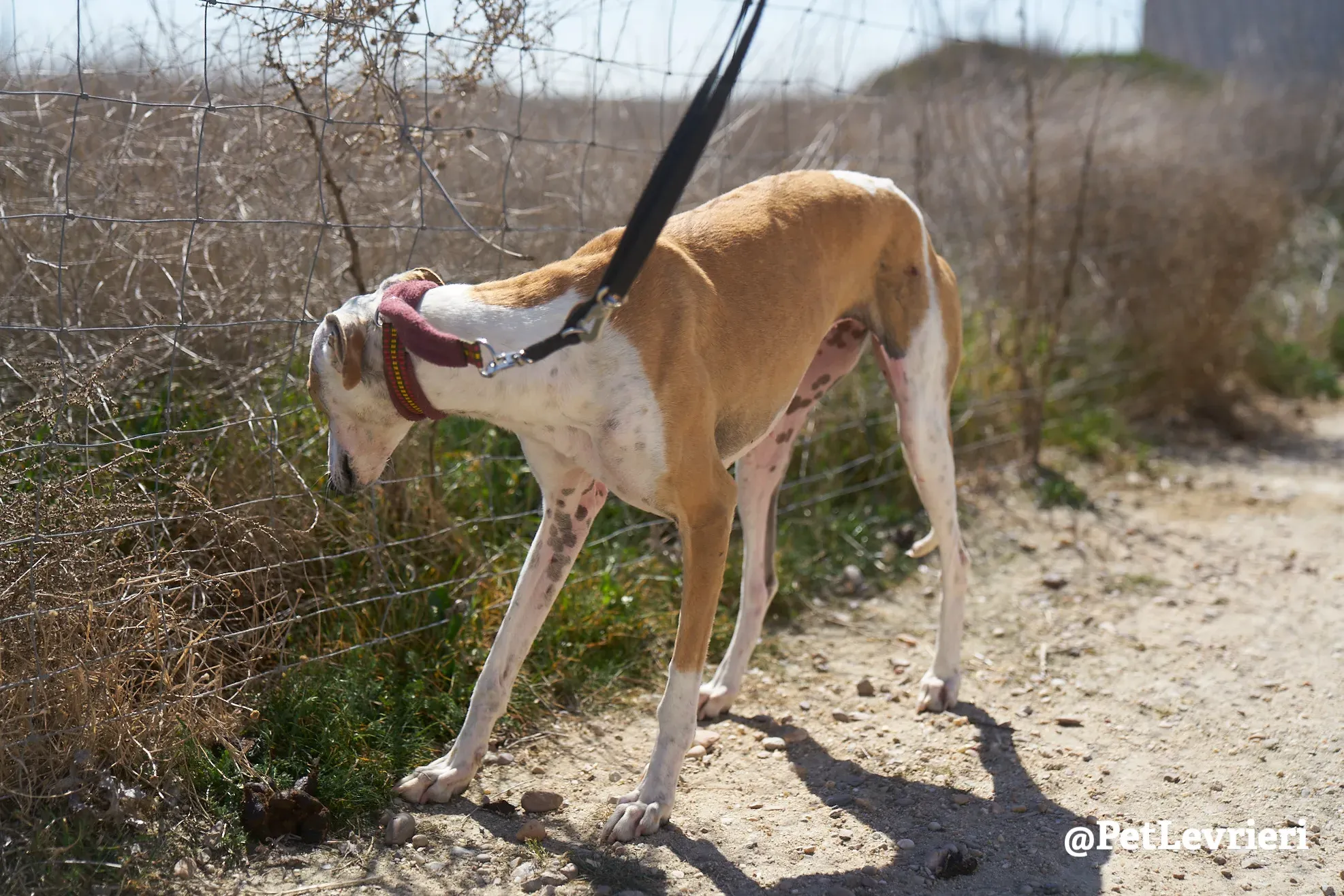 feliz adozione galgo 4