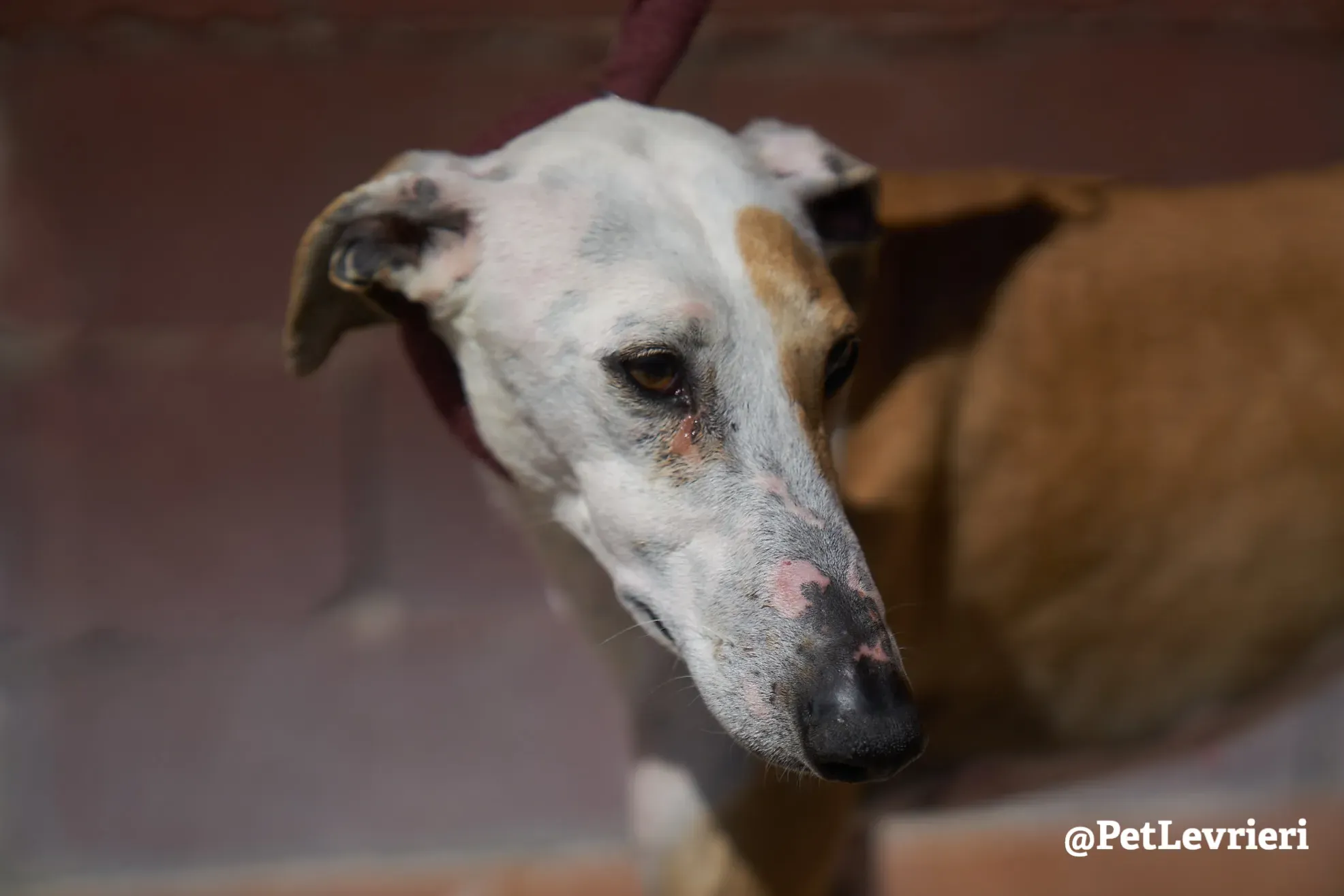 feliz adozione galgo 5