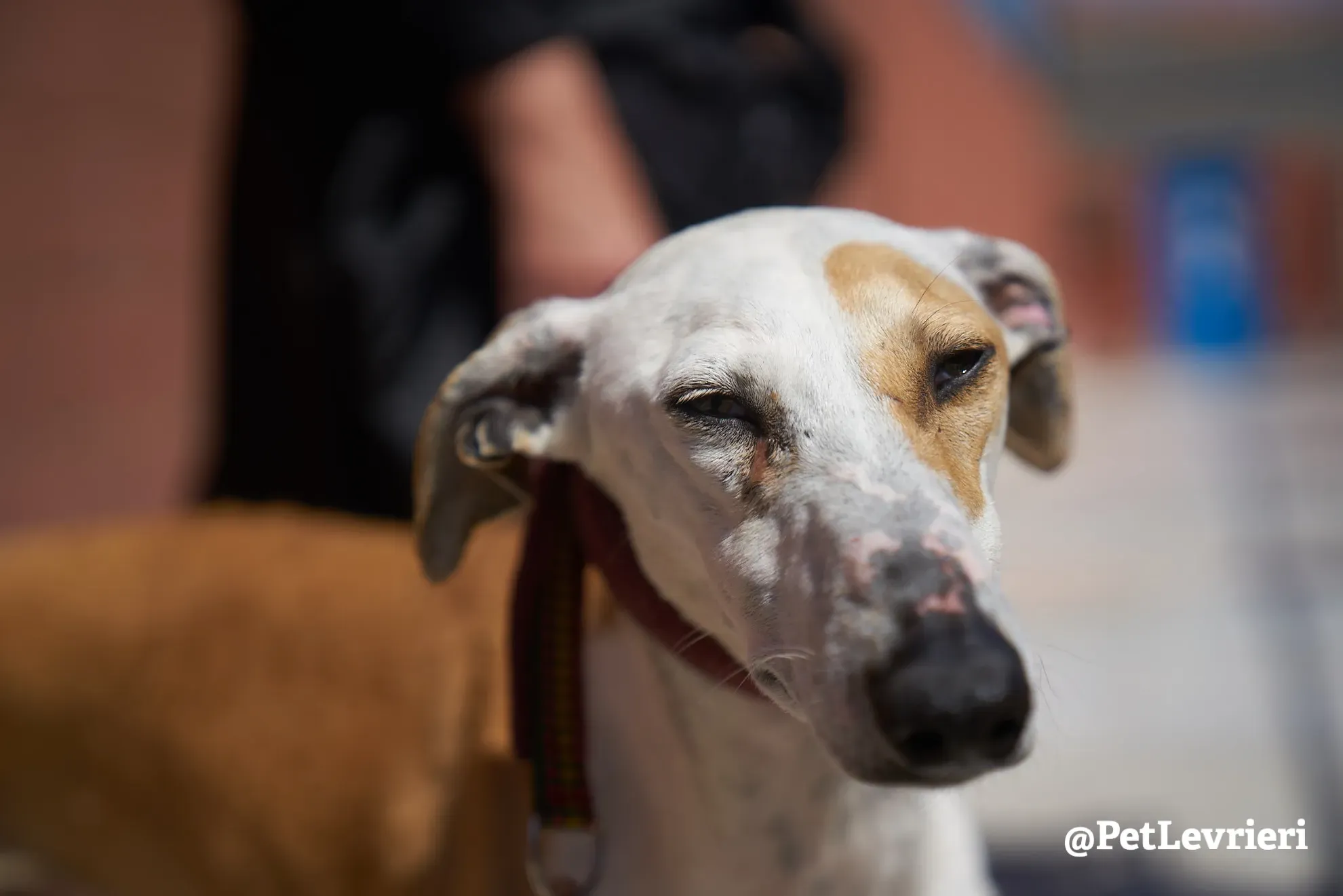 feliz adozione galgo 6