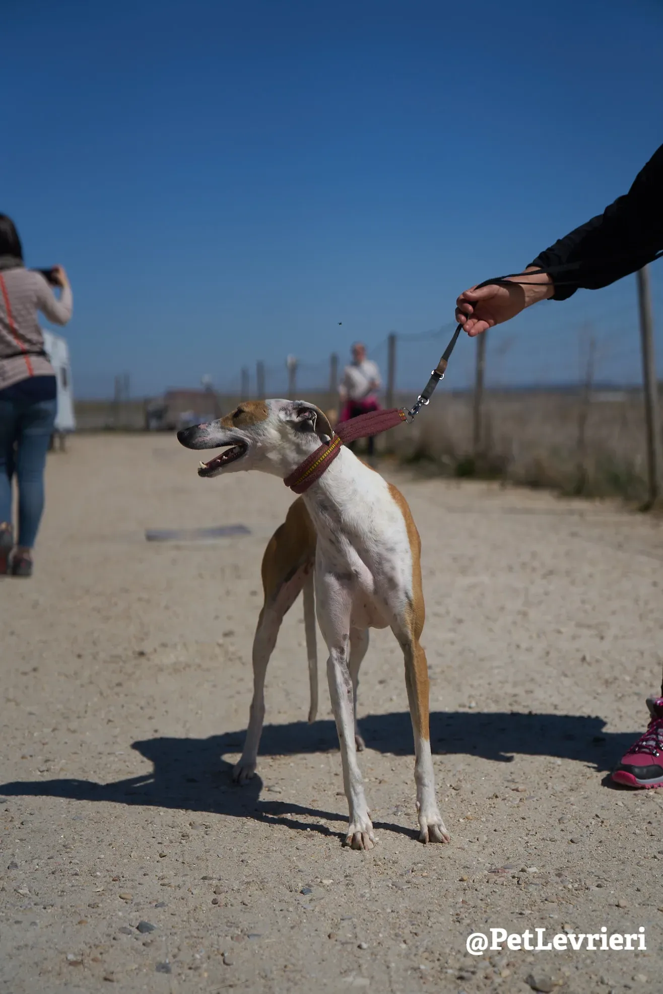 feliz adozione galgo 7