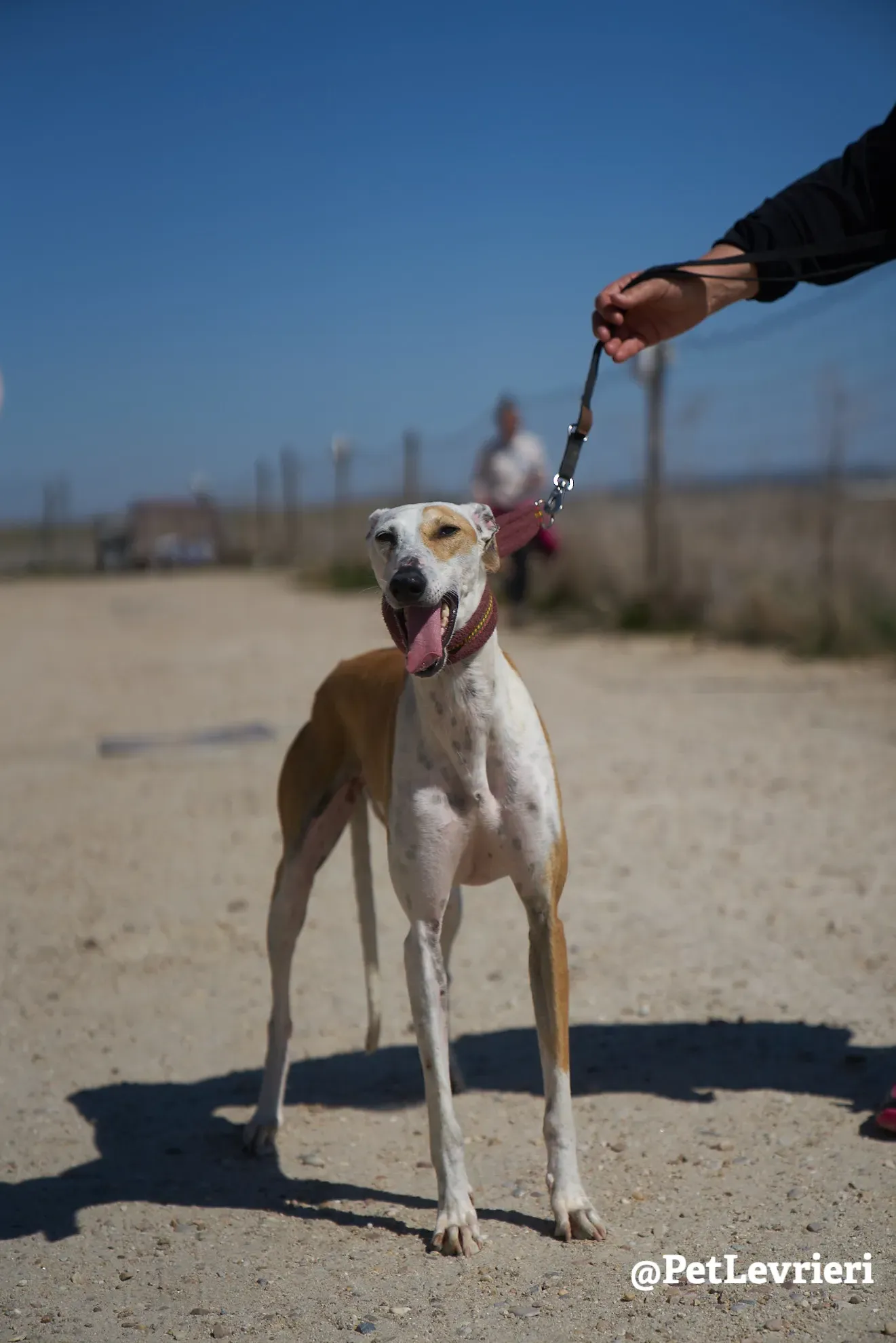 feliz adozione galgo 8