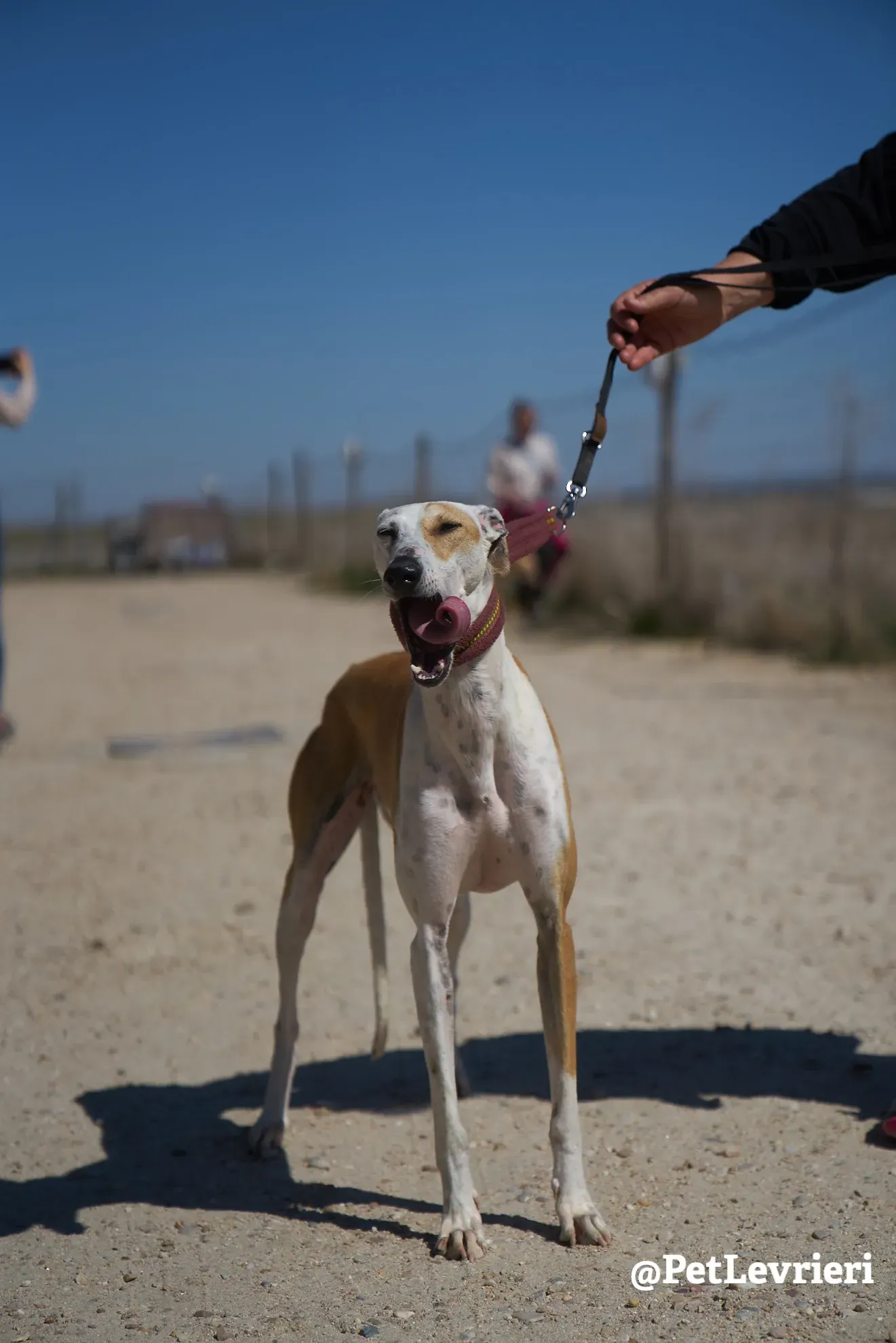 feliz adozione galgo 9