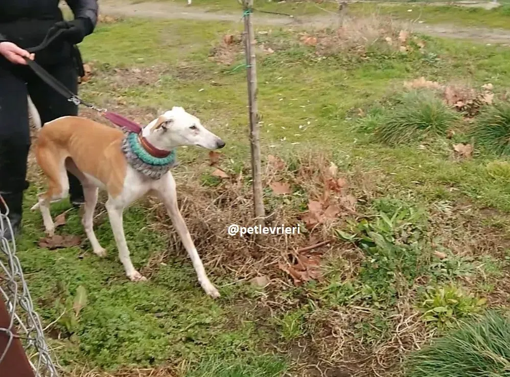 feliz adozioni levriero galgo 11