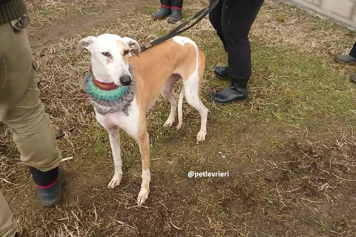 feliz adozioni levriero galgo 12 1