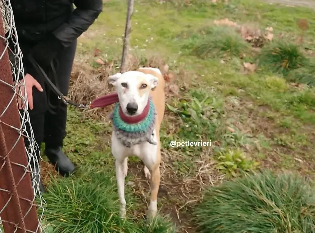 feliz adozioni levriero galgo 17