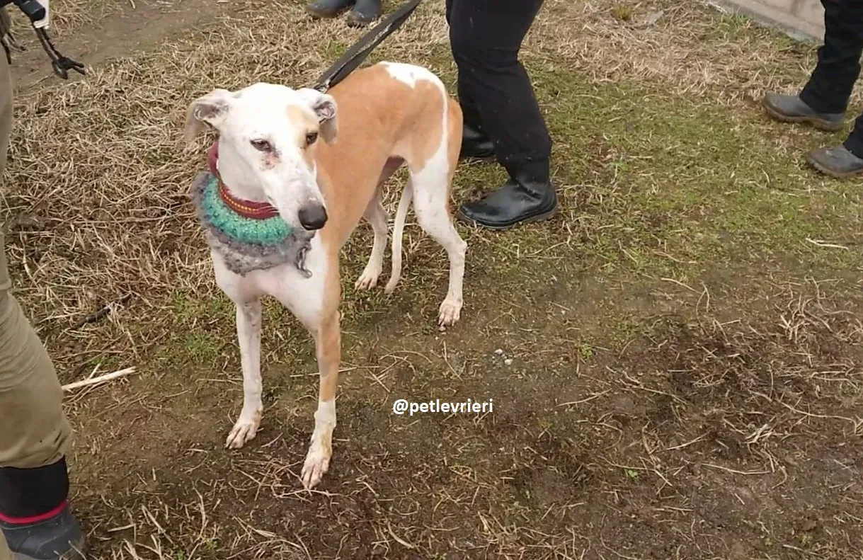 feliz adozioni levriero galgo 18