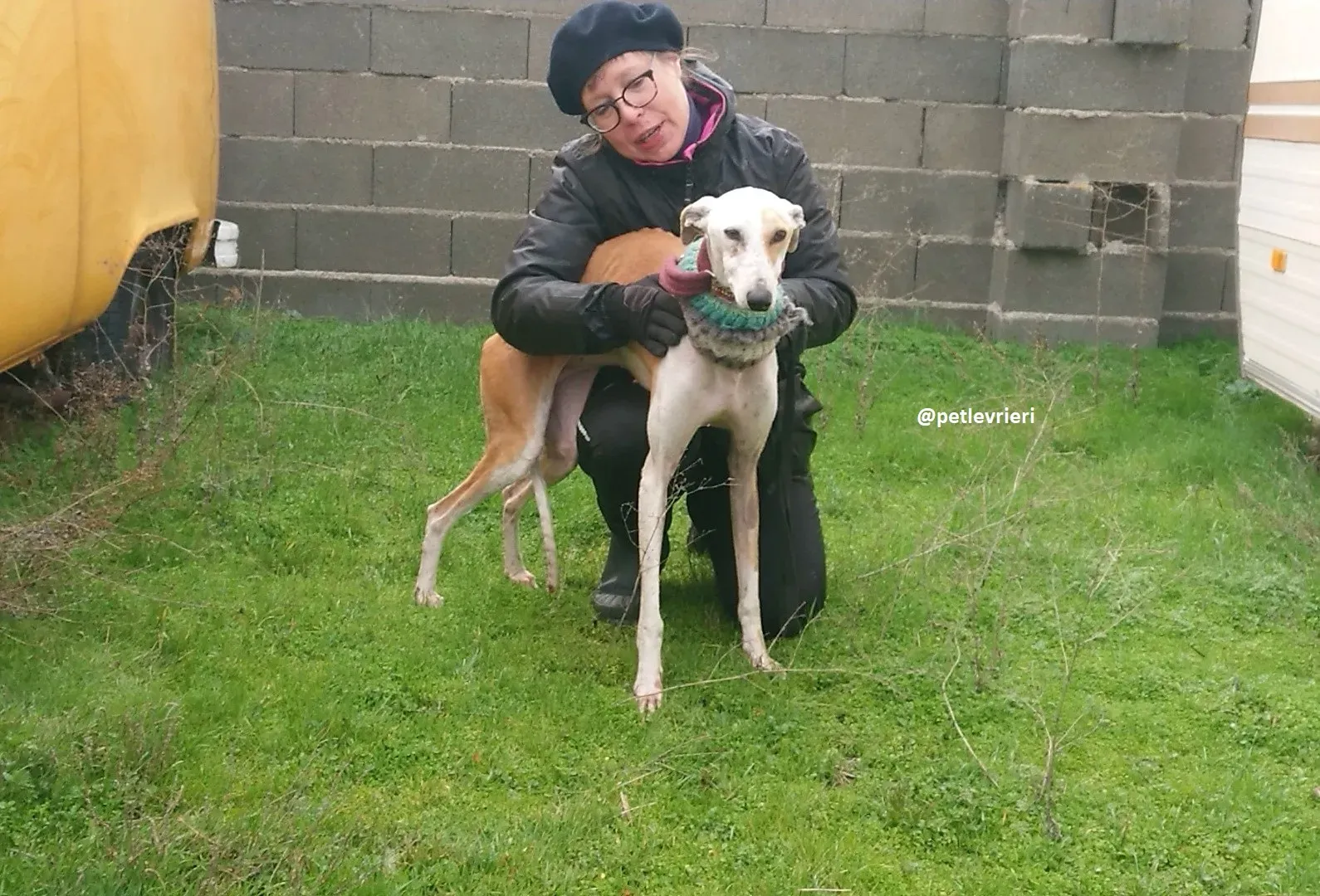 feliz adozioni levriero galgo 2