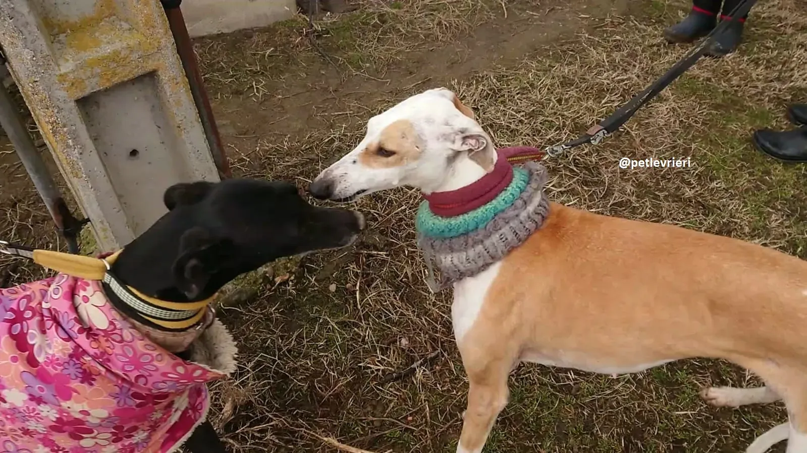 feliz adozioni levriero galgo 20