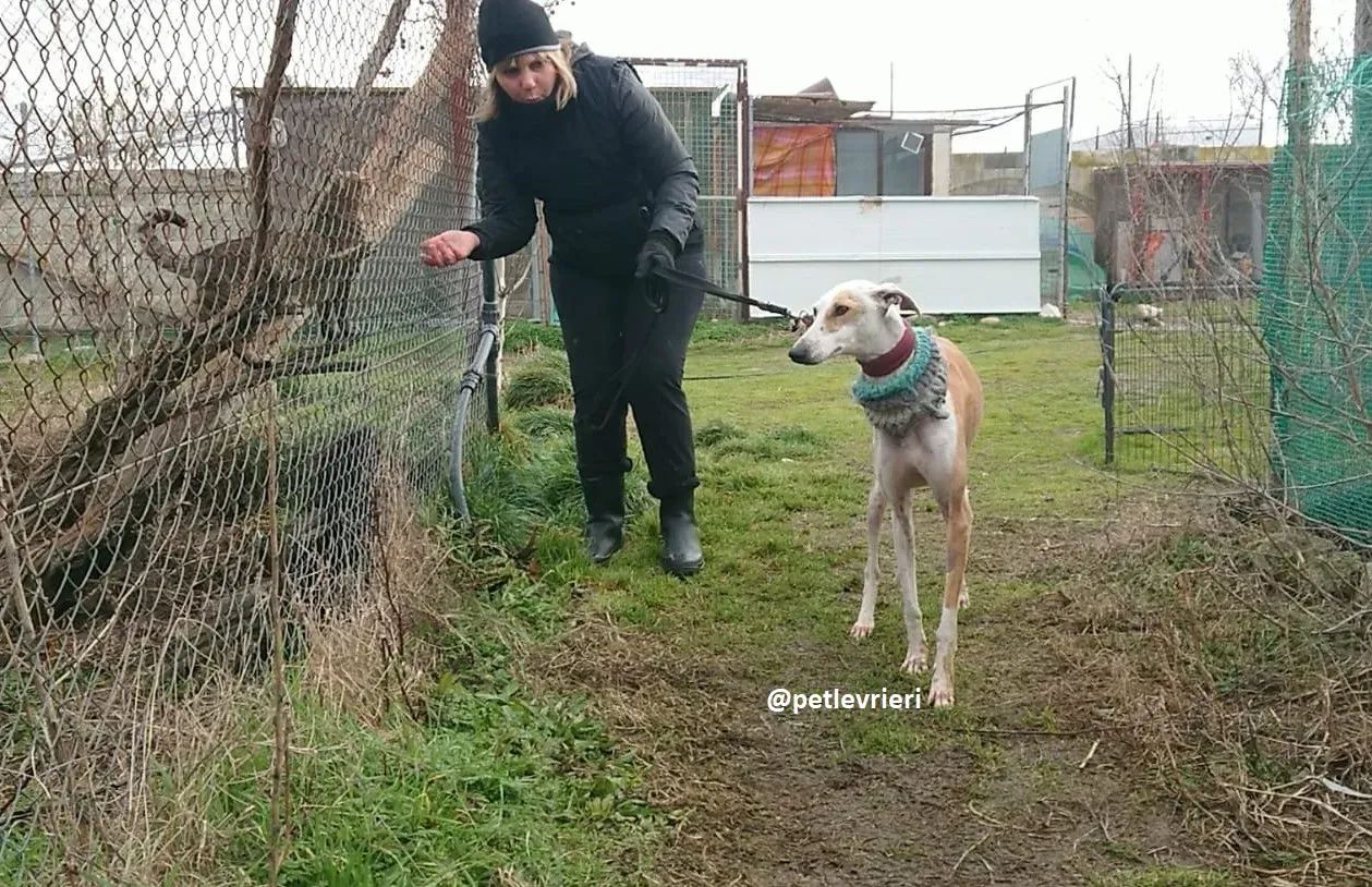 feliz adozioni levriero galgo 22
