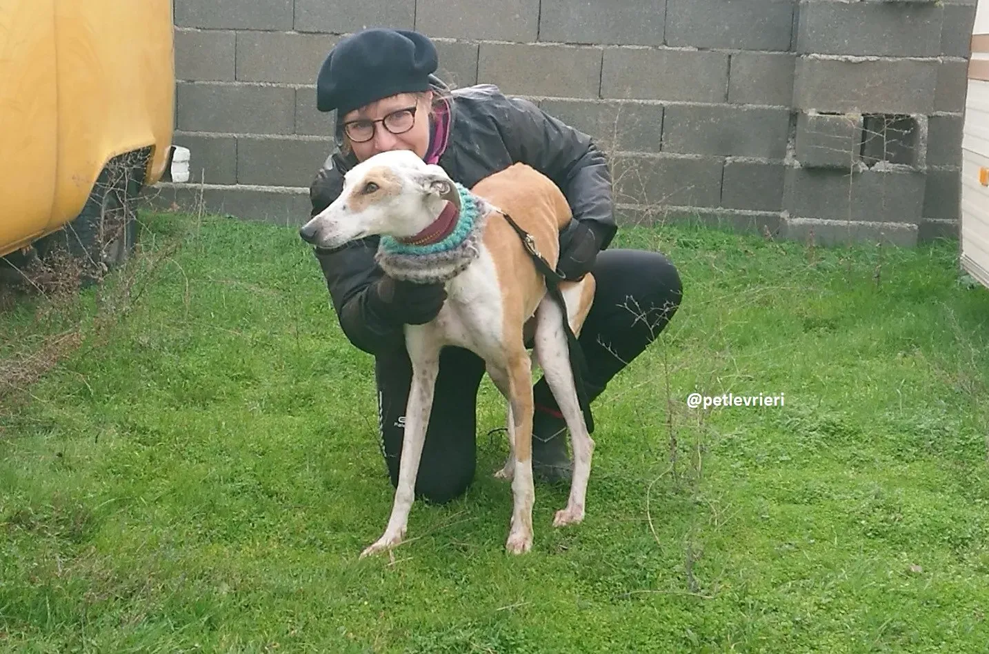 feliz adozioni levriero galgo 5