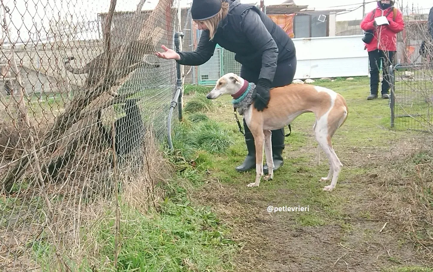 feliz adozioni levriero galgo 6