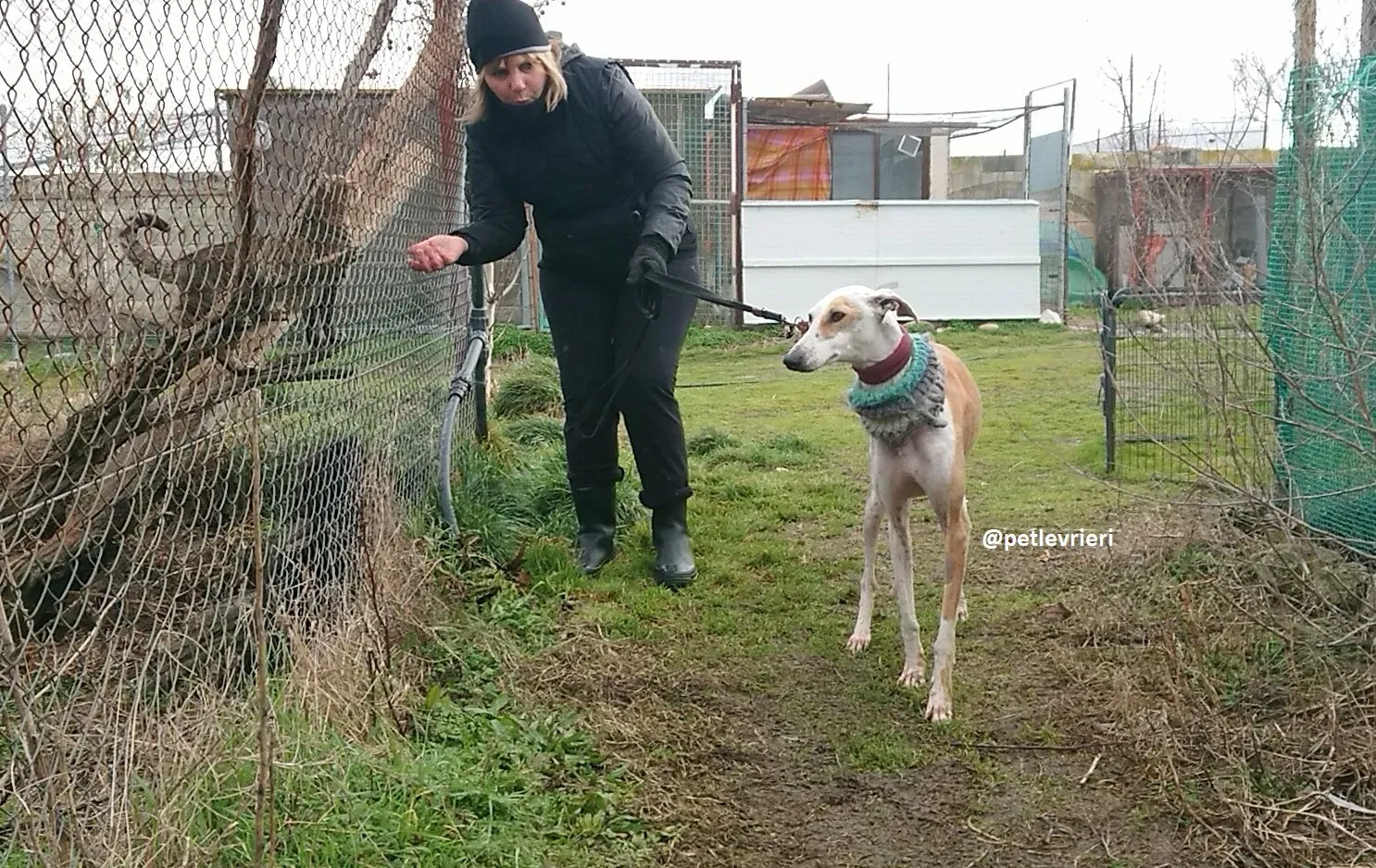 feliz adozioni levriero galgo 7