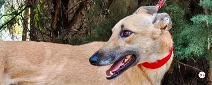 fer galgo adozione 00 copertina b