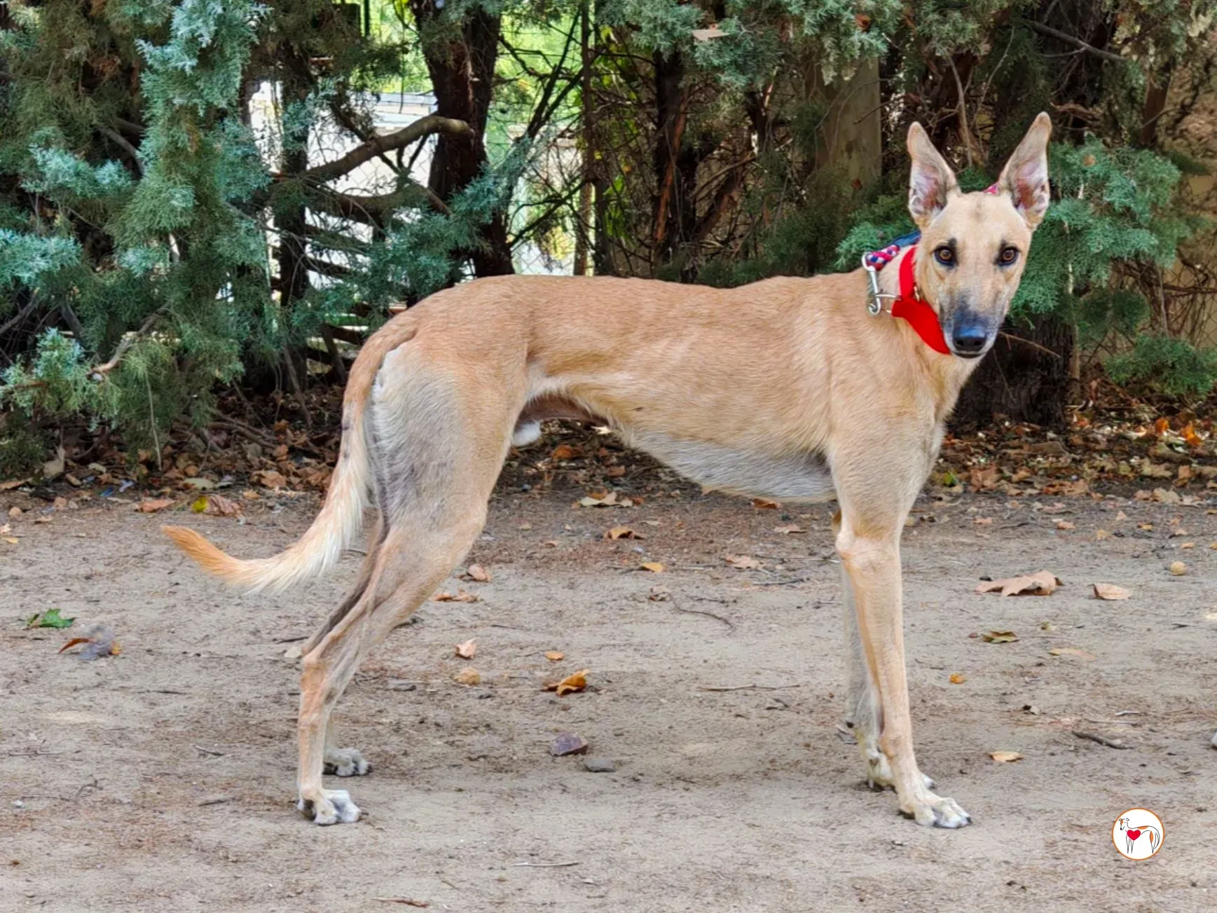 fer galgo adozione 1