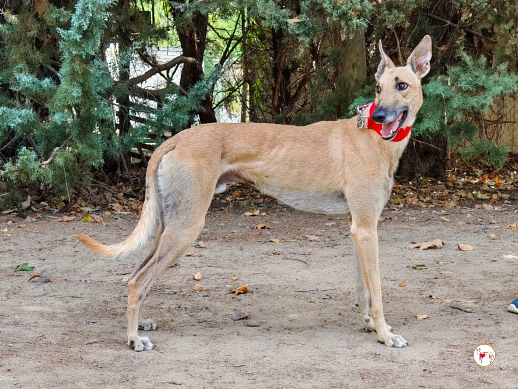 fer galgo adozione 2