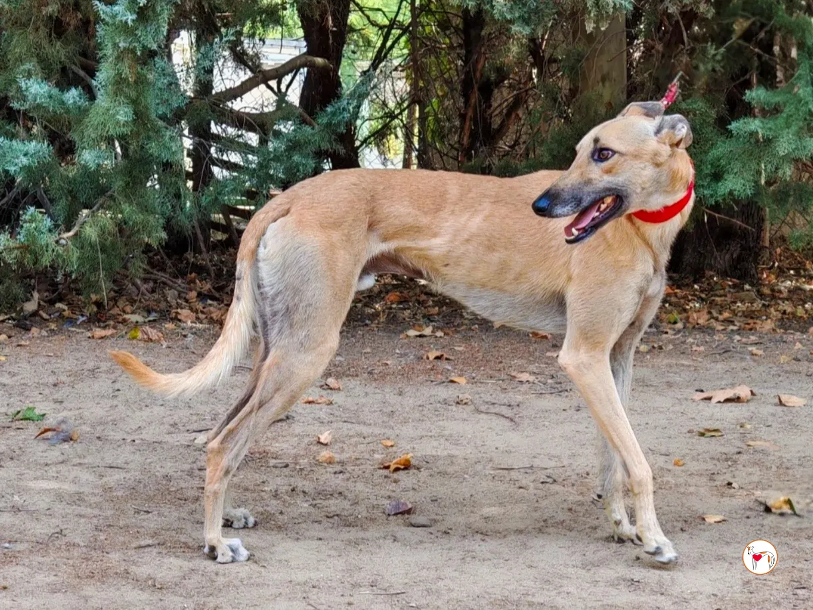 fer galgo adozione 3