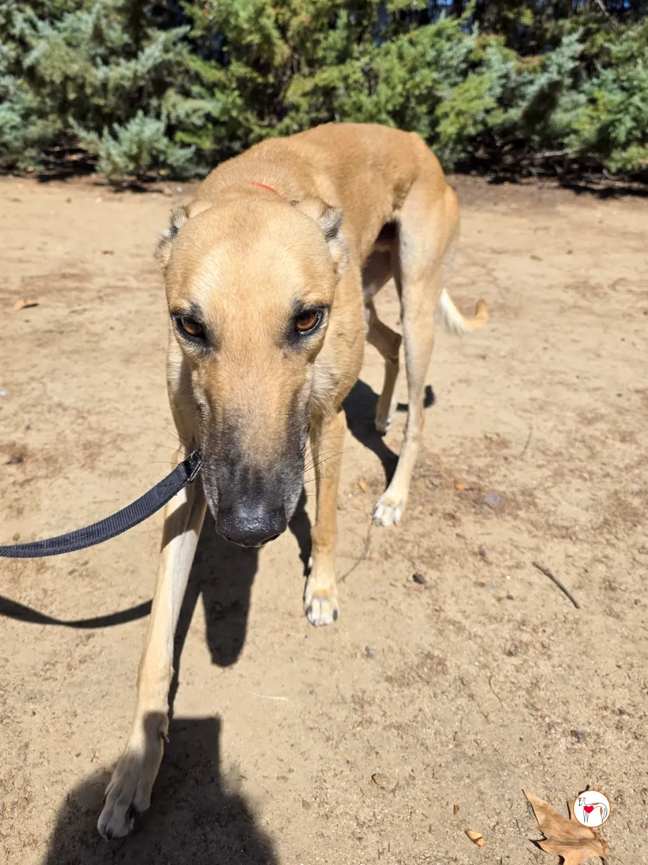 fer galgo adozione 4 1