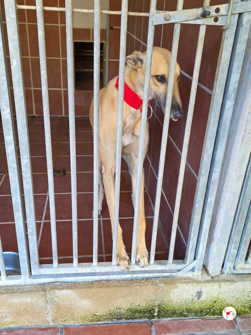 fer galgo adozione 5 1