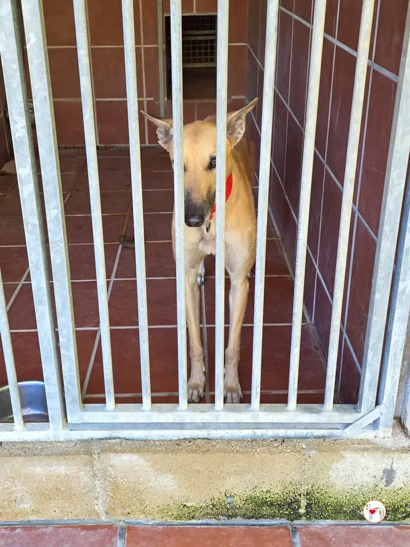 fer galgo adozione 6 1