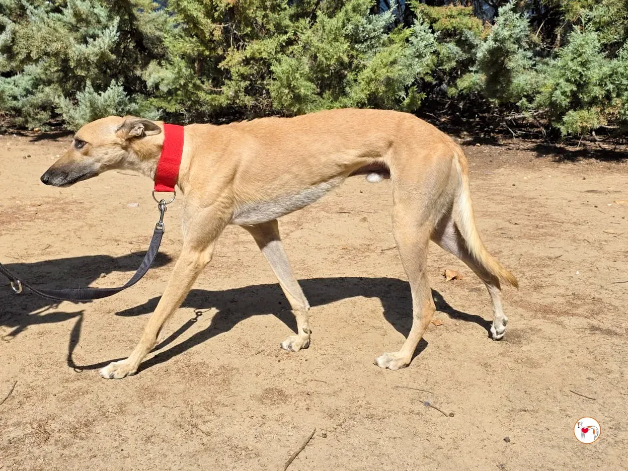 fer galgo adozione 7 1