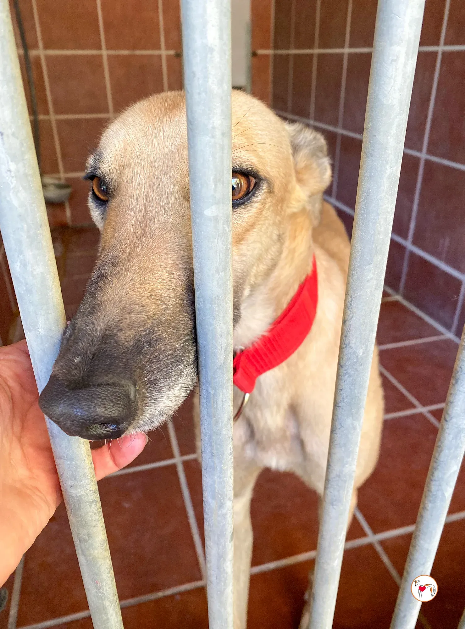 fer galgo adozione 8 1