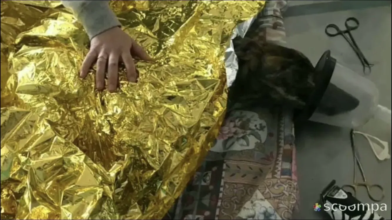 fermin adozione levrieri galgo 1