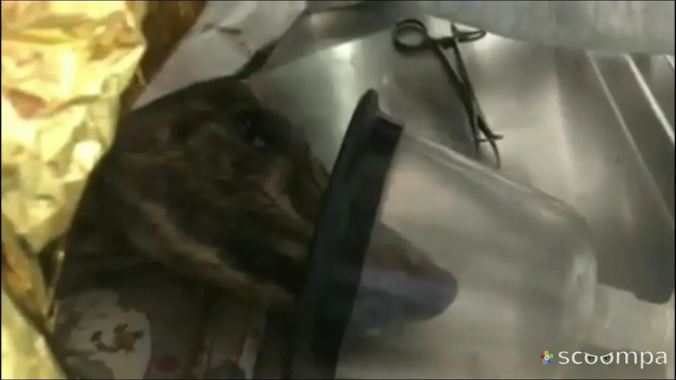 fermin adozione levrieri galgo 2