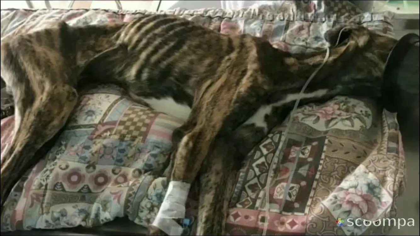 fermin adozione levrieri galgo 3